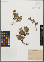 Foto von Salix waldsteiniana Willd.